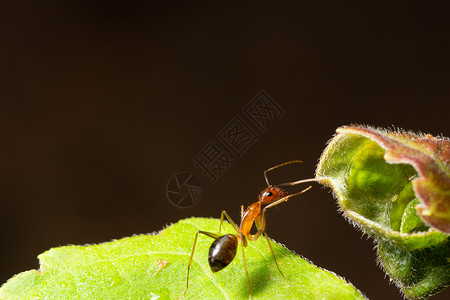 叶上的宏蚂蚁图片
