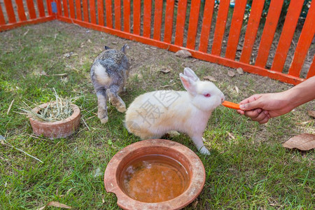 动物园的兔子图片