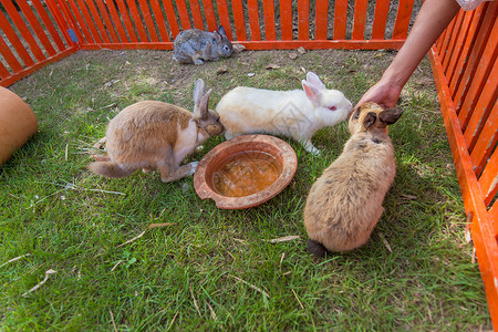 动物园的兔子图片
