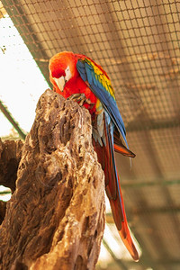 荧光粉动物园中的鹦鹉背景