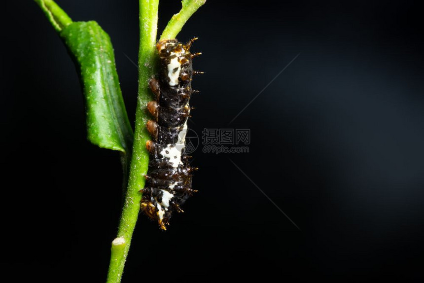 植物上美丽的大型蠕虫图片