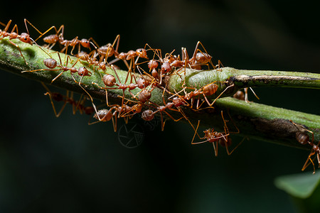 植物上的宏Ants图片