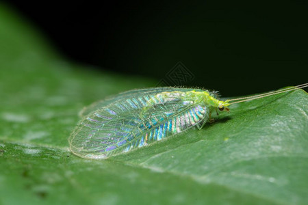 大型昆虫翅膀图片