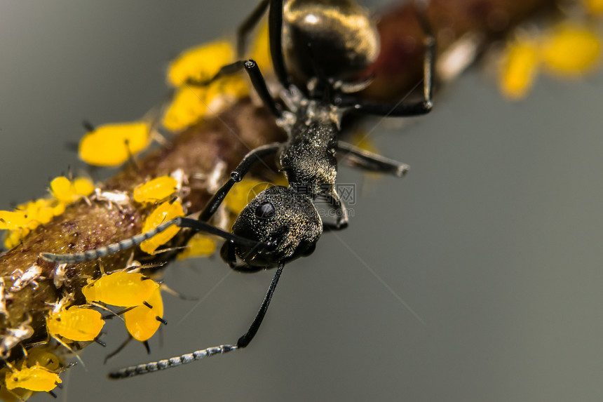大型蚂蚁生活图片