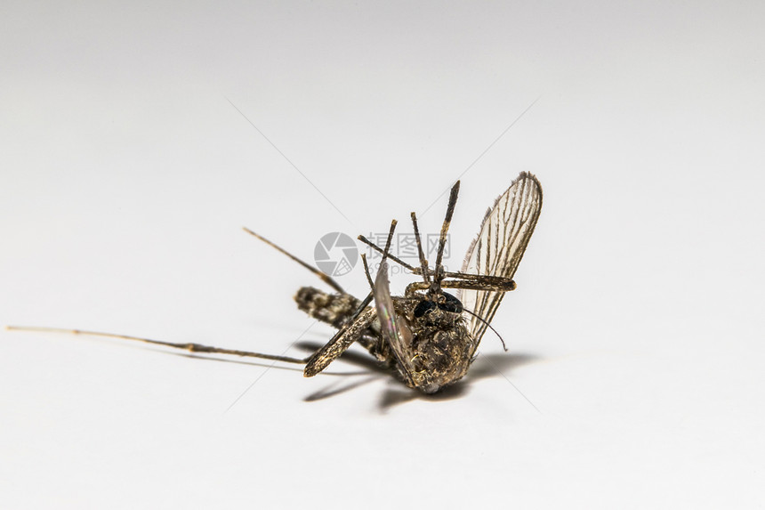 蚊子软焦点图片