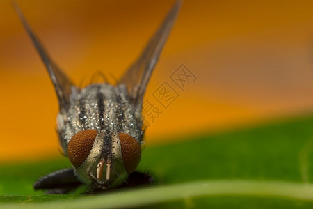 小飞虫Fly宏观聚焦于眼睛背景