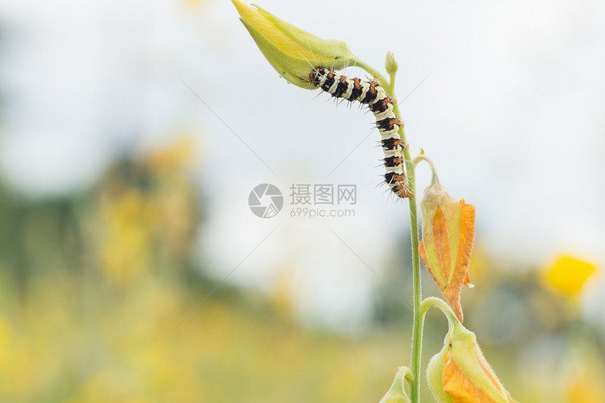 宏毛虫图片