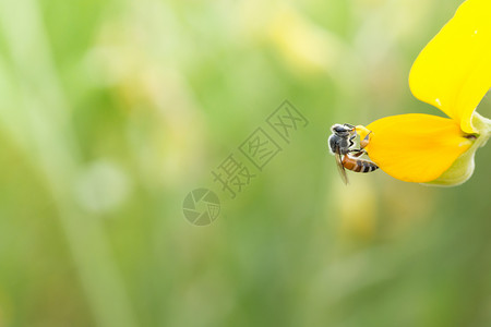 蜜蜂宏图片