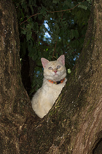 树上的猫图片