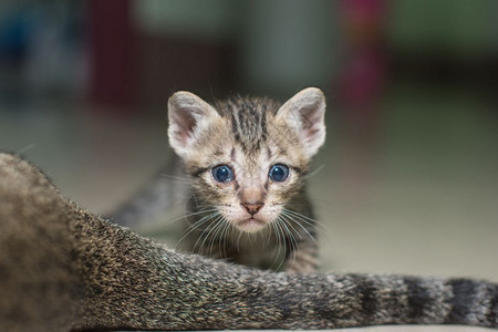 婴儿小猫图片