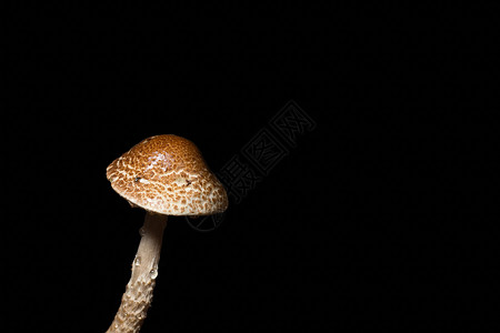 棕蘑菇背景图片