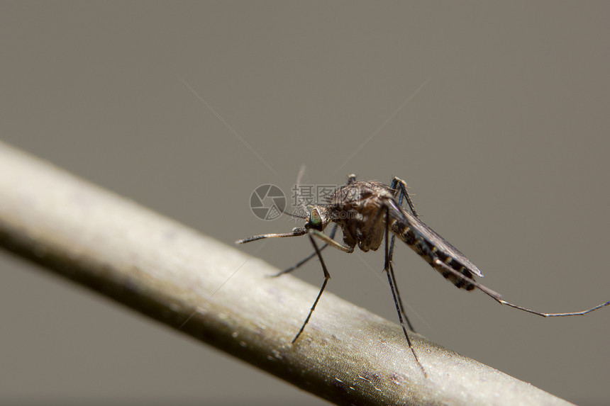 一个分支上的蚊子特写照片图片