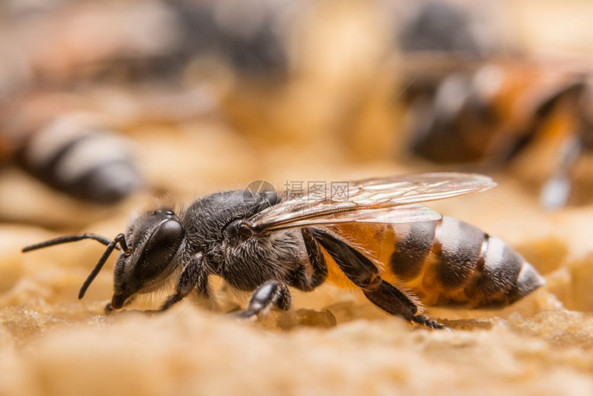 蜜蜂在巢中的近距离图片图片
