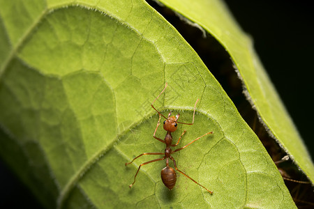 树上的红蚂蚁高清图片