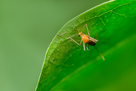 大型蚊虫背景图片