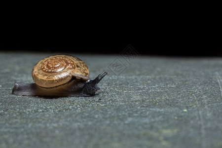 一张在叶子上行走的蜗牛近照背景图片
