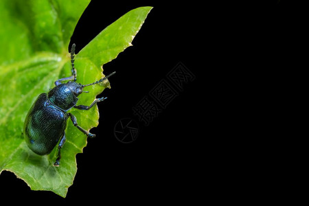 蓝甲虫图片