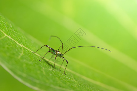 长腿昆虫背景图片