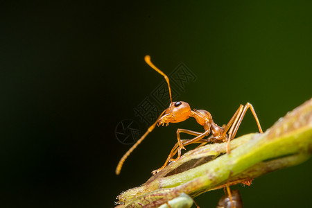 叶子上红蚂蚁的特写照片图片