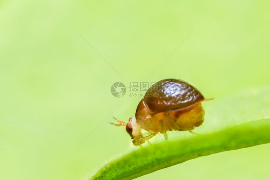 关闭甲虫的照片图片