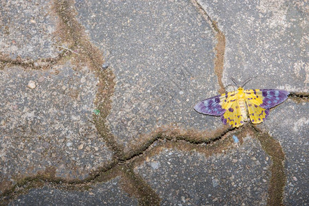 蝴蝶趴在地上图片