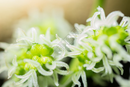 鲜花的封闭背景高清图片