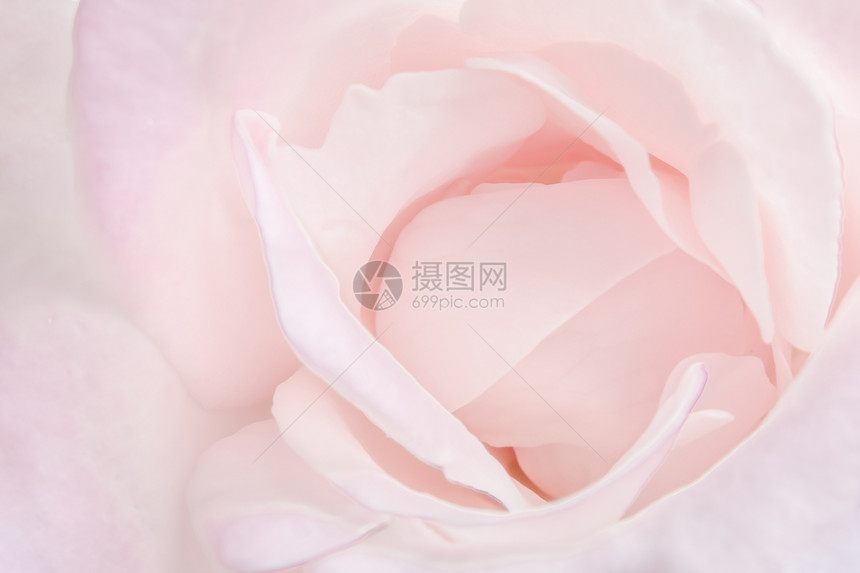 粉红玫瑰背景柔软图片