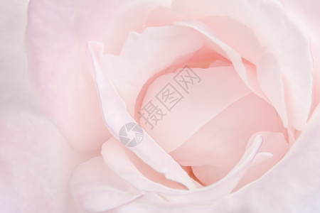 粉红玫瑰背景柔软背景图片