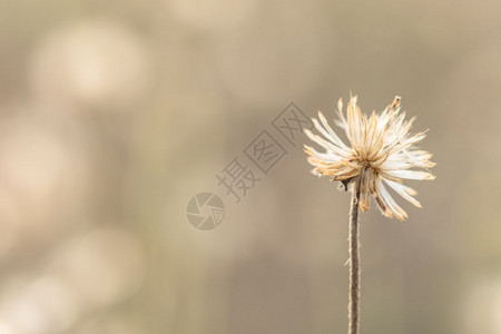 草花的自然背景图片