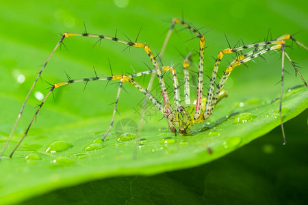绿蜘蛛大型长腿在叶子上绿景背景图片