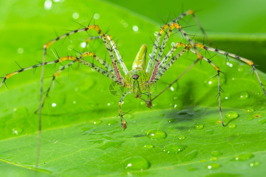 绿蜘蛛大型长腿在叶子上绿景图片