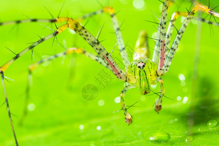 绿蜘蛛大型长腿在叶子上绿景背景图片