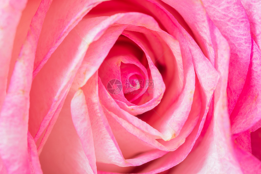 花背景粉红玫瑰图片