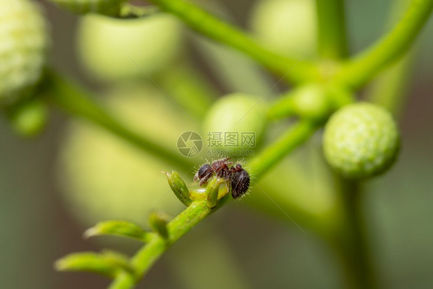 植物的大型蚂蚁图片