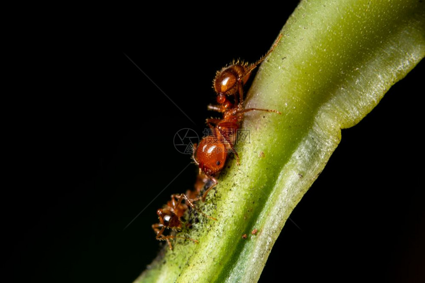 绿叶上的大型蚂蚁图片