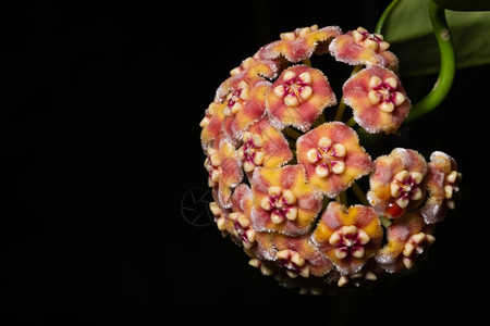 大自然中的Hoya花图片