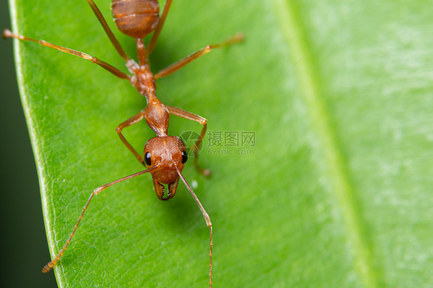 叶上的宏红蚂蚁图片