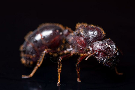 红棕蚂蚁黑色背景背景图片
