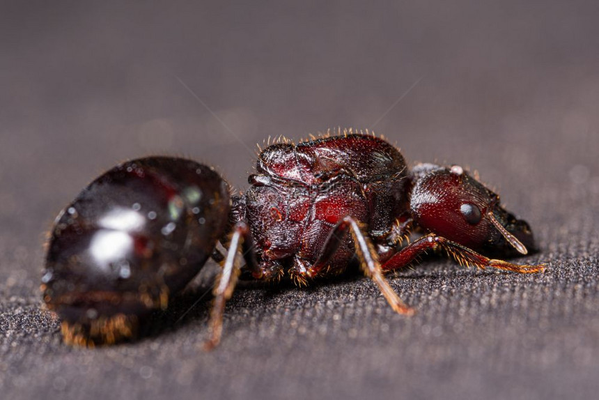 红棕蚂蚁黑色背景图片