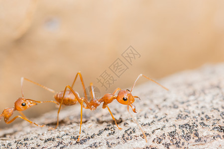 宏红蚂蚁火上蚂蚁素材高清图片