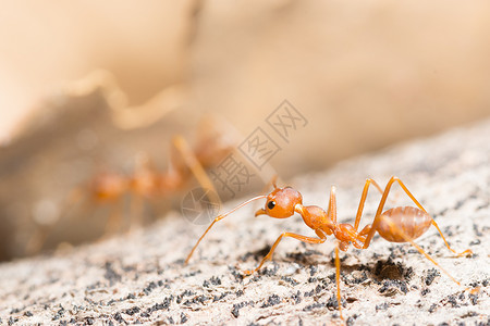 宏红蚂蚁火上蚂蚁素材高清图片
