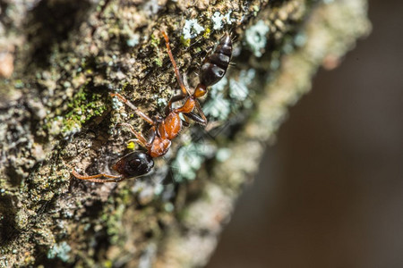 蚂蚁的四氟硝基甲背景图片