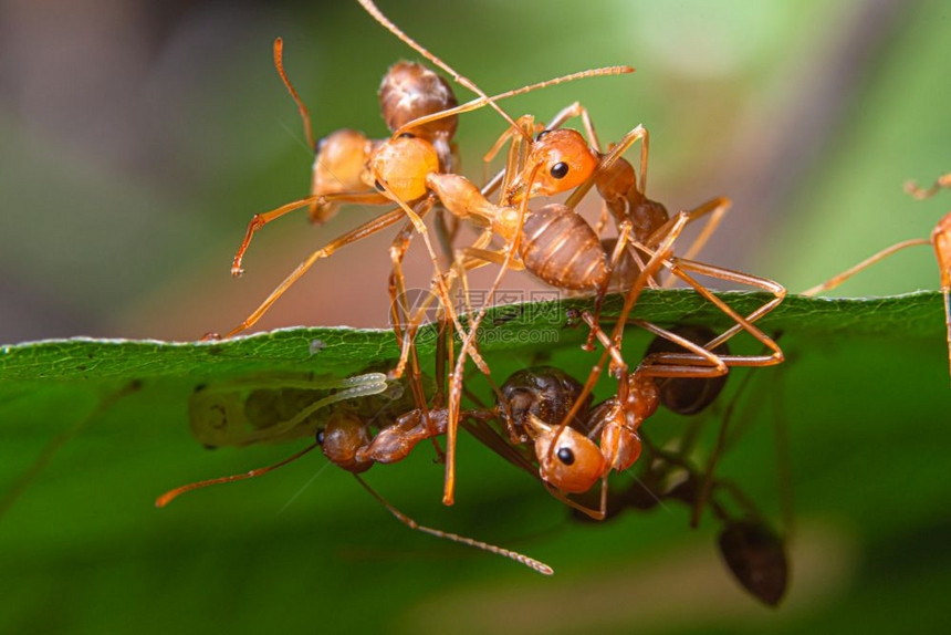 大型红蚂蚁是自然质图片