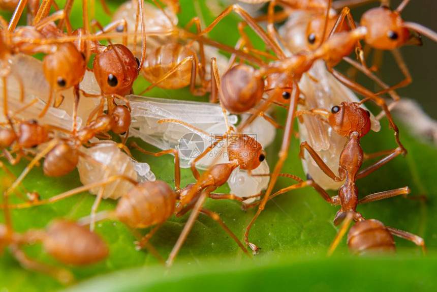 大型红蚂蚁是自然质图片