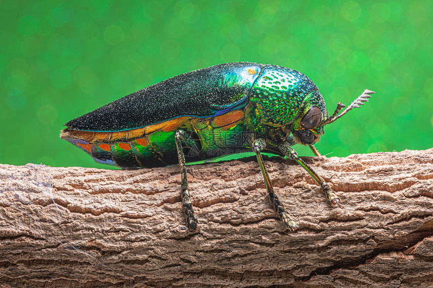大型昆虫Buprestidaebokeh背景图片