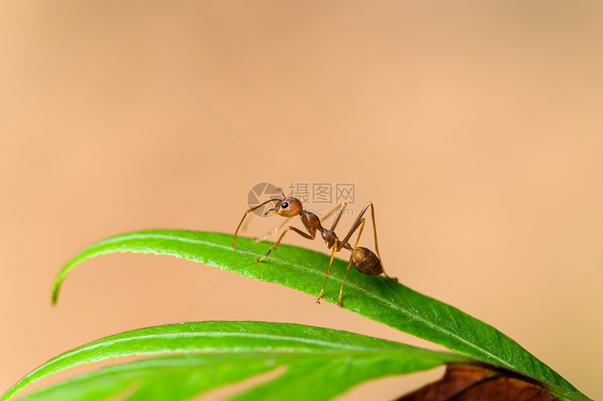 自然界植物上的红蚂蚁图片