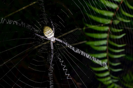 自然在网络上的蜘蛛宏图片