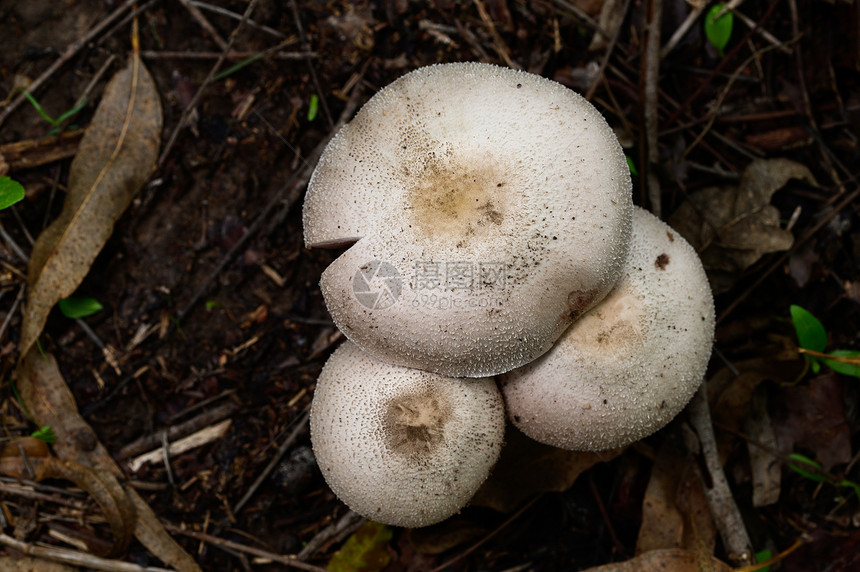 近距离拍摄大自然中的野生蘑菇图片