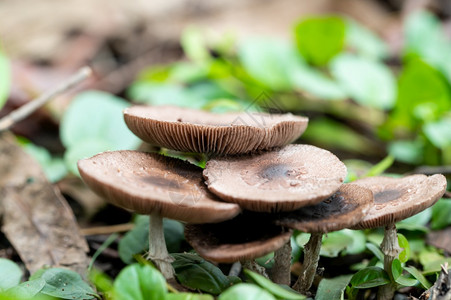 近距离拍摄大自然中的野生蘑菇图片