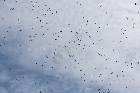 黑色的乌鸦许多鸟飞在云上背景